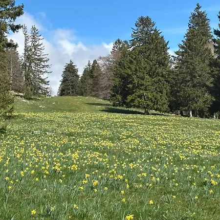 Bungalows Mit Terrasse Am Idyllischen Kronenburger See Hallschlag